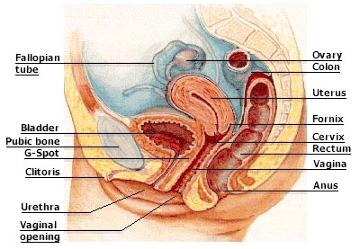 The inner structure of the female reproductive and sexual organs.